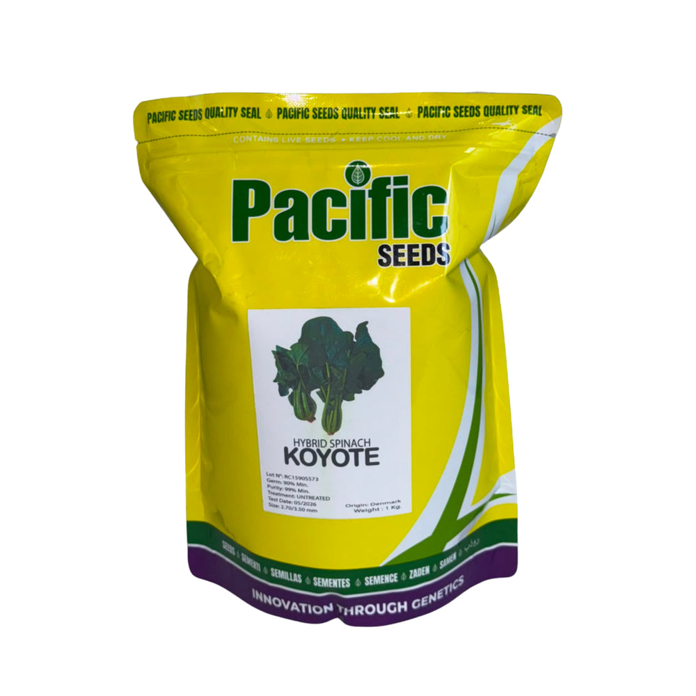 ESPINACA KOYOTE X 1KG