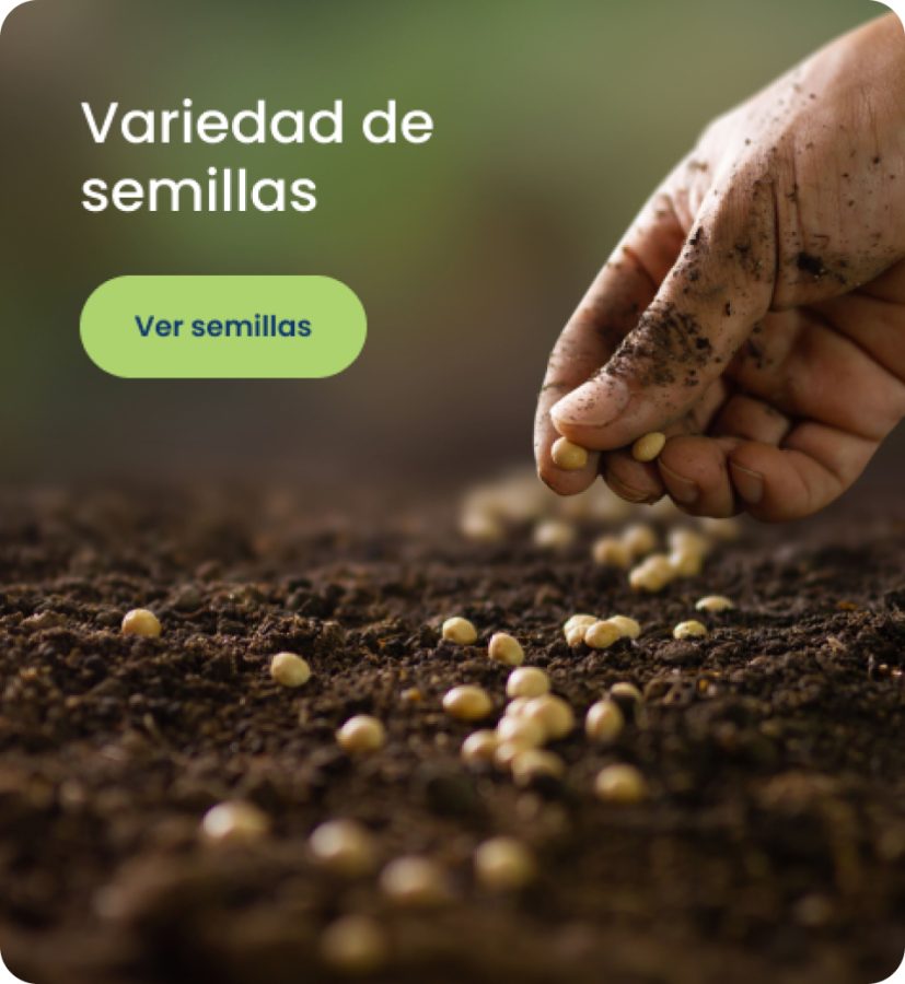 Semillas